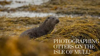 Photographing Otters on the Isle of Mull | Sony A7IV & 200 - 600mm Lens