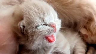 Newborn kittens fight for mother cat's milk