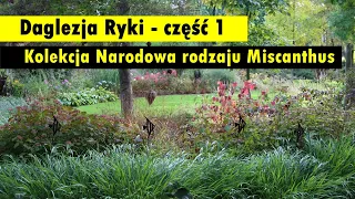 Daglezja Ryki - Kolekcja Narodowa rodzaju Miscanthus - CZĘŚĆ 1