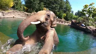 Asian Elephant Samudra Makes A Splash