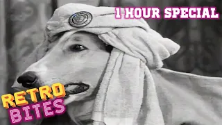 Lassie | 1 Hour Special | Lassie English Full Episodes  🐕