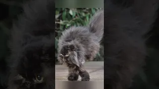 Funny animals 2023😆 - Funniest Cats and Dogs Video🐕🐈341 #shorts