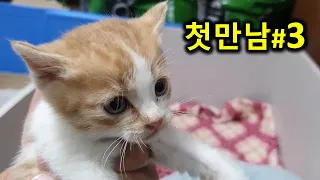 창고에 홀로 남은 막내 고양이 구출하기