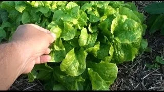 Giant Lettuce Multicrop Raised Garden Beds Peas & Bean Trellis Plus More!