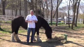Brian's Response to Day 30 Healing with Horses Tele-Summit