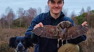 Double på Rugdejakt med Breton Copper