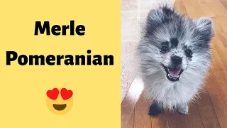 Who are Merle Pomeranian Dogs? History, Genes, Colors, Health