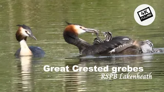 Nature short : Great Crested Grebe, Feeding their chicks, Ely County Park, 7th May 2024