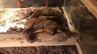 Zoey the Sulcata Tortoise humping a board