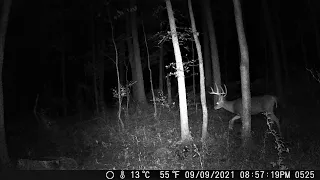 Michigan Trail Cameras: *Bigger Bucks Showing Up* August 21, 2021 - September 11, 2021 (Cam 1 - 3)