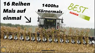 16 Reihen Mais auf einmal der 12M Maispflücker im Einsatz 1400ha Körnermais LU Westhoff im Lohn 2023