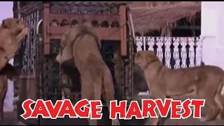 Savage Harvest (1981) Carnage Count