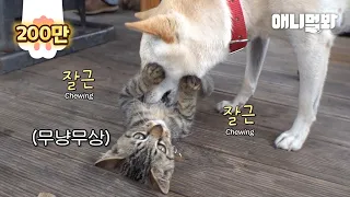 Cat Raised By A Dog Has Become A Doggy-Cat?!