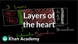 Layers of the heart | Human anatomy and physiology | Health & Medicine | Khan Academy