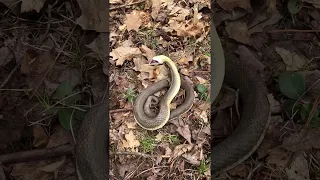 Hognose Snake Playing Dead || ViralHog