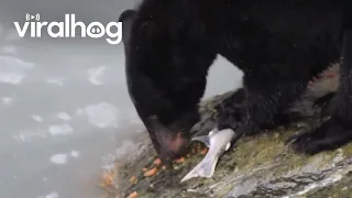 Black Bear Being Picky, Eating Only Caviar || ViralHog