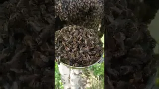 Как снять РОЙ с дерева ПОЛОВНИКОМ. Видео для начинающих #bee #beekeeping #beekeeper #honey #vlogger