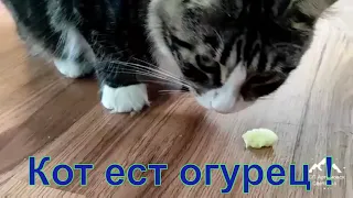 Кот ест огурец ! The cat eats a cucumber ! Кот Кузя ест огурец !