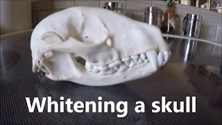 Whitening a skull; How to "bleach" bones