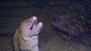 Moray Eel Launches Surprise Attack On Diver