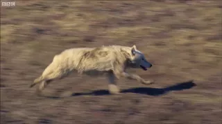 2 HUNGRY WOLVES CHASE A SUPER FAST RABBIT FOOTAGE 2017