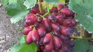 Сорта винограда Ася 2017
