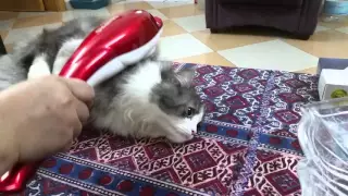 Cat loves massager