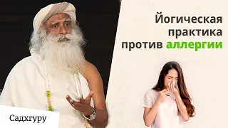 Советы Садхгуру о том, как победить аллергию