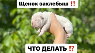 Щенок захлебыш ! Что делать с новорожденным !?