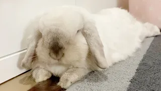 Why does my bunny always scare me?