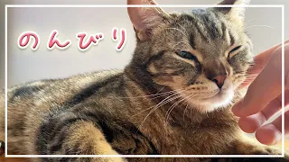 【ほっけ】猫とのんびり過ごす時間は毎日幸せです【アメショ】