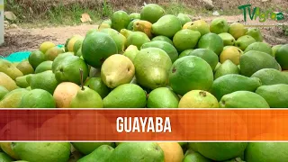 Beneficios del Cultivo de Guayaba - TvAgro por Juan Gonzalo Angel