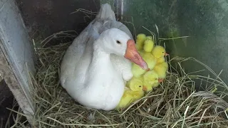 Такой Гусыни я еще не видел / ВЫВОД ГУСЯТ ПОД ГУСЫНЕЙ / У ГУСЫНИ НАЧАЛСЯ ВЫВОД ГУСЯТ