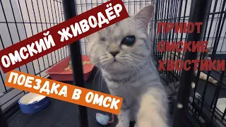 Омского живодёра отпустили. Где теперь его возможная жертва?