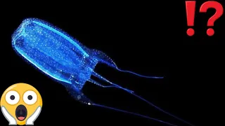 MOST VENOMOUS ANIMALS IN THE OCEAN - CLASS Cubozoa /  BOX JELLYFISH