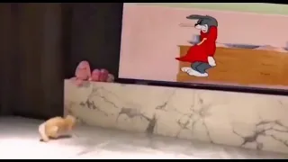 Cat Reaction to Tom and Jerry