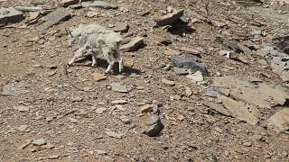 Unsolved: Did one of these goats kill the grizzly bear in Yoho National Park?