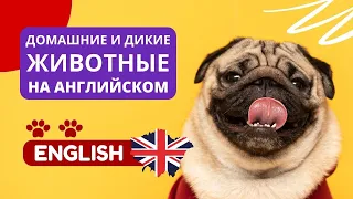 Английский язык. Название животных - домашних и диких. Слушай и запоминай.