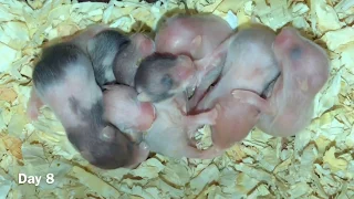 Baby Hamster Day 1 to Day 30 (Syrian Hamster)