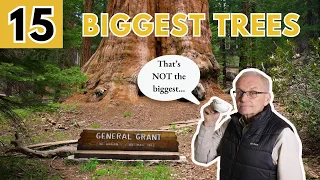 The 15 Biggest Trees In The World (Landscaper Reacts!)