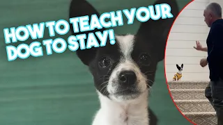 Teaching our Puppy, Spot, how to stay!