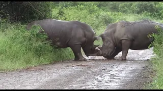 Rhino fighting to the death in epic battle between territorial males, Hluhluwe game reserve