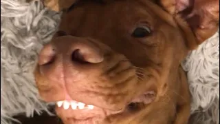 CUTE AND FUNNY PICTURES OF HUNGARIAN VIZSLAS