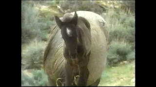 America's Wild Horses (full documentary)