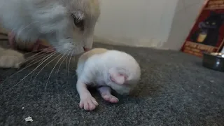 NORWEGIAN FOREST KITTEN | Rowen 4 Days Old