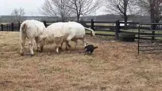 Loading cattle made easy