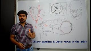 Anatomy of Ciliary ganglion & Optic nerve (Contents of orbit-2)-Simplified & made easy 4 beginners