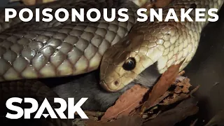 Australia's Most Poisonous Snakes | World's Worst Venom