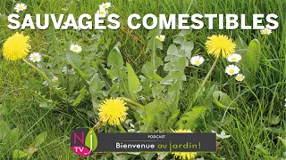 PLANTES SAUVAGES COMESTIBLES. OSEREZ-VOUS CUISINER & DÉGUSTER LES MAUVAISES HERBES DE VOTRE JARDIN ?