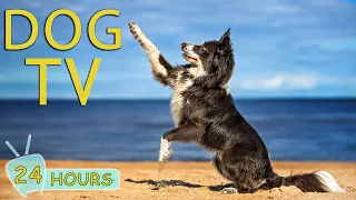 DOG TV: Fun Videos for Dogs Prevent Boredom When Home Alone - Collection Best Music Relax for Dogs